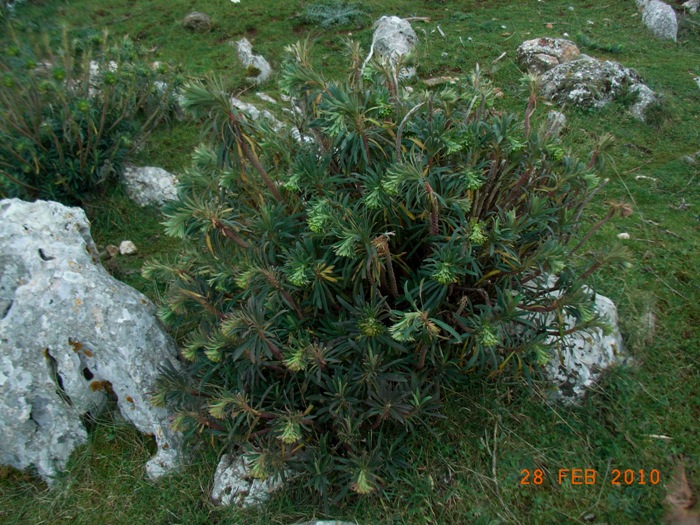 Euphorbia characias